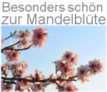 Besonders schön zur Mandelblüte