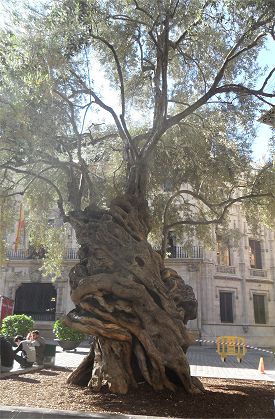 Palma de Mallorca