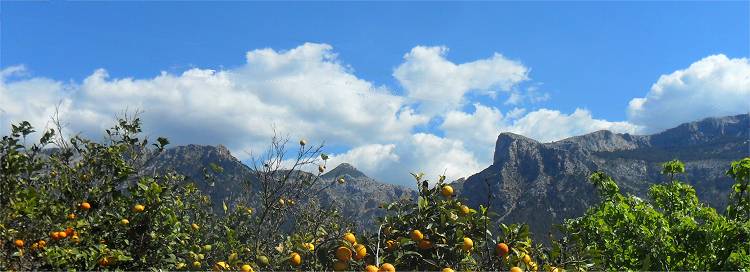 Soller