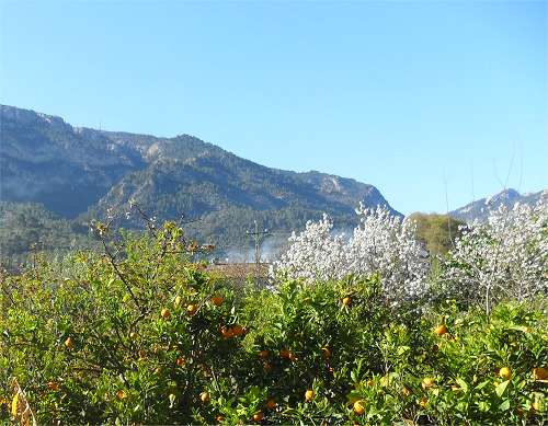 Soller