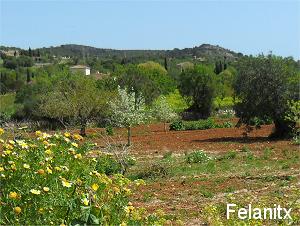 Felanitx
